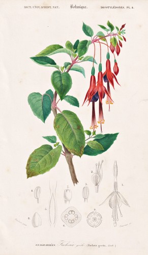 Fuchsia gracilis fuchsien - gracilis,
