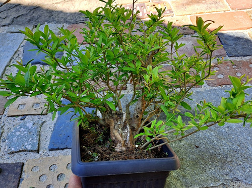 Bonsai prebonsai liguster - prebonsai,,