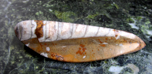 Fossil orthoceras x - 13,5, 5cm