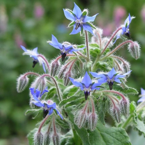 Borretsch samen borago - borretsch, (borago