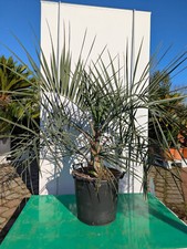 Butia capitata 110–130cm