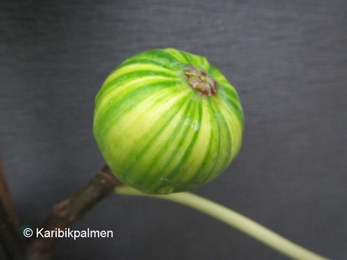 Ficus carica panachée - carica,