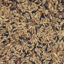 Versele Kanarien Zucht ohne