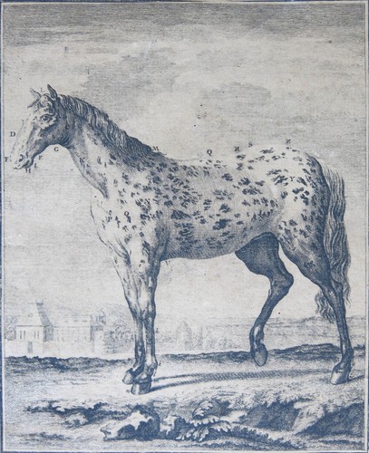 Johann bernigeroth - johann,