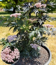 Säulen-Holunder 'Laced