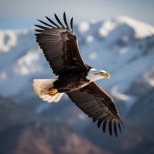 Wandbild: Weißkopfseeadler im