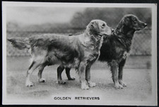 GOLDEN RETRIEVER Vintage