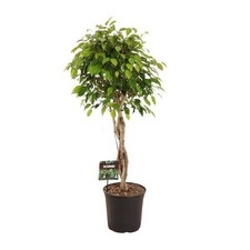 Birkenfeige ficus - birkenfeige,