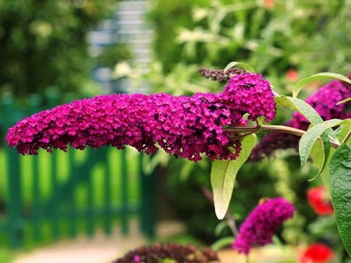 Sommerflieder - ,