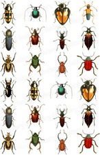 Käfer Insekt Tortenaufleger