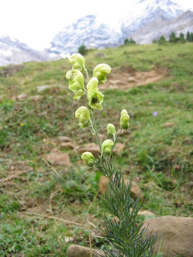 Samen aconitum anthora - anthora,