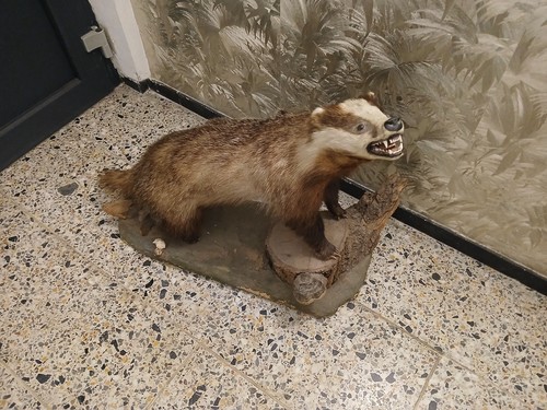 Tierpräparat großer - tierpräparat,
