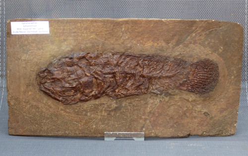Eozän fossil fisch - eozän,