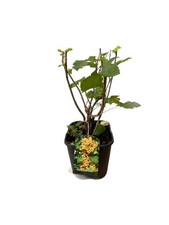 Weiße Johannisbeere – Ribes