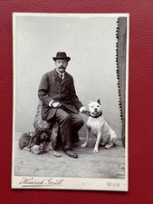 Original Foto 1905 American Staffordshire Terrier Bullterrier & Mischling  RAR !