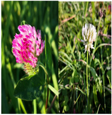 30000+ Samen Klee Mix Rot - Weiß Bienen Schmetterling Weide Futterpflanze Dünger