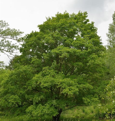 Feldahorn 125 150cm acer - feldahorn, 125-150cm