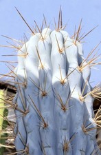 Azureocereus hertlingianus 30