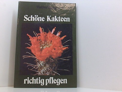 Schöne kakteen richtig - schöne,