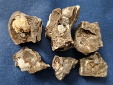 Muscheln Inoceramus mit