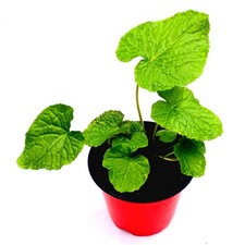 Wasabi Pflanze      Wasabi