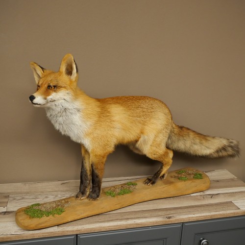 Fuchs rotfuchs stehend auf - rotfuchs,