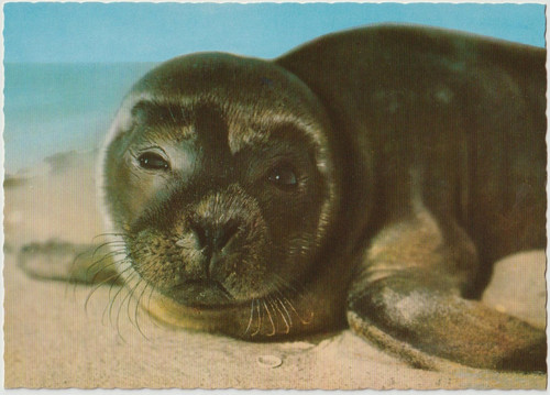 Postcard young seal - postcard_young, seal_10.5
