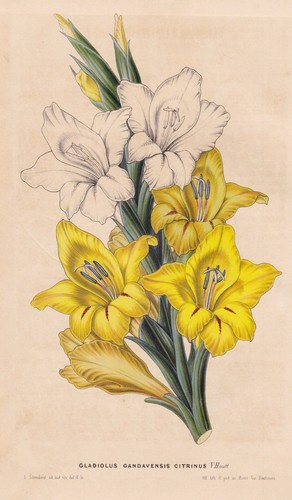 Gladiolus gandavensis citrinus - gladiolus,