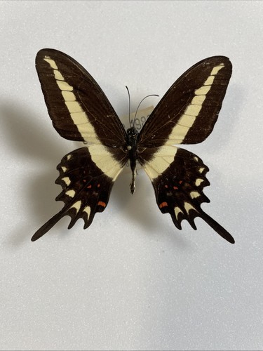 Entomologie*Papilio
