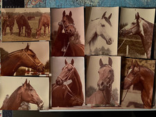 Pferdepostkarte AK Postkarte