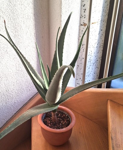 Aloe vera pflanze gesund - pflanze,