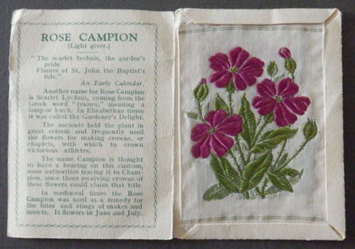 Rose campion light giver - rose,