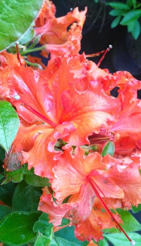 Rhododendron luteum gibraltar - luteum,