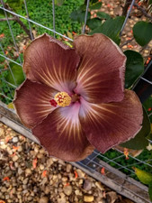 Sale2144 Hibiskus Brown