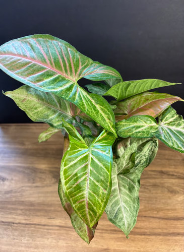 Syngonium milk confetti - milk, 4”