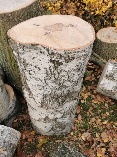 Eichen und birkenstammholz - eichen-,