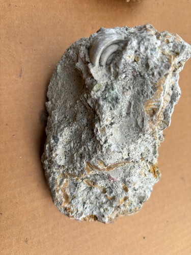 Fossilien versteinertes holz - fossilien,