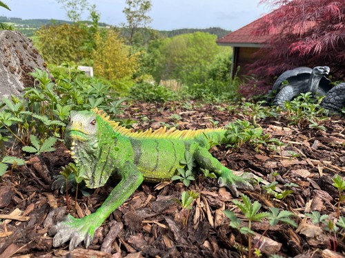 Leguan deko figur eidechse - deko,