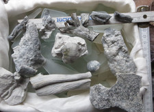 Lot Fossilien Kreide Campan