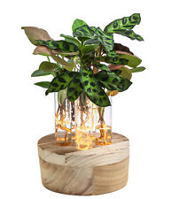 Wasserpflanzen Zimmerpflanzen Set 6-tlg. Reagenzglas mit LED-Beleuchtung, Dehner