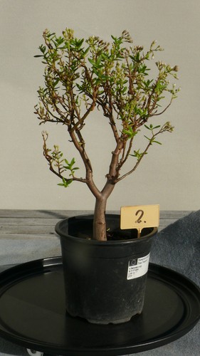 Bonsai wüstenbaum 2 - bonsai,wüstenbaum, nr.2