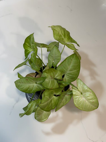 Syngonium podophyllum milk - syngonium, 'milk
