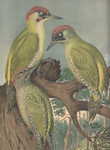 Grünspecht picus viridis l - grünspecht.,