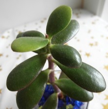 Geldbaum Affenbrotbaum ABLEGER