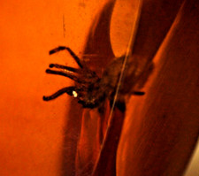 Bernstein mit versteinerter