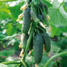 10 Samen Gurken Nibori F1