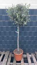 Olea europaea Olivenbaum