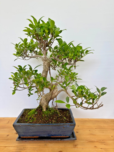 Zimmerbonsai ficus retusa - ficus,