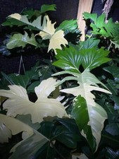 8000132 Philodendron white