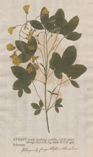 Cytisus Goldregen golden chain